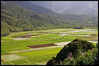 Patchwork taro fields in Hanalei Valley, mid-day. Kauai island, Hawaii, USA