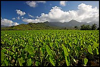 Taro field in Hanalei Valley, afternoon. Kauai island, Hawaii, USA (color)