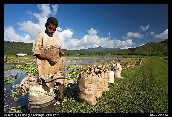 Plantation worker and bags of taro, Hanalei Valley, afternoon. Kauai island, Hawaii, USA