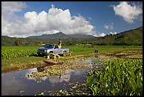 Plantation workers with truck, Hanalei Valley, afternoon. Kauai island, Hawaii, USA (color)