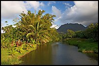 River near Hanalei. North shore, Kauai island, Hawaii, USA ( color)