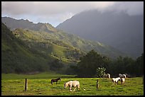 Horses and mountains near Haena. North shore, Kauai island, Hawaii, USA