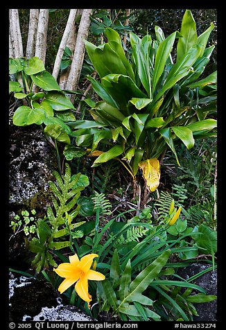 Tropical flower near Kee Beach. Kauai island, Hawaii, USA