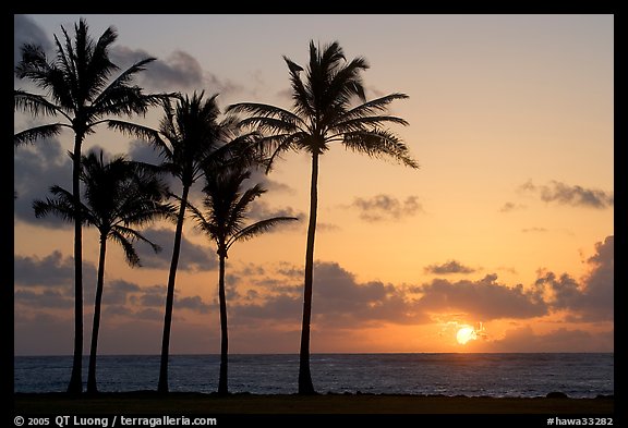 Coconut trees, Kapaa, sunrise. Kauai island, Hawaii, USA (color)