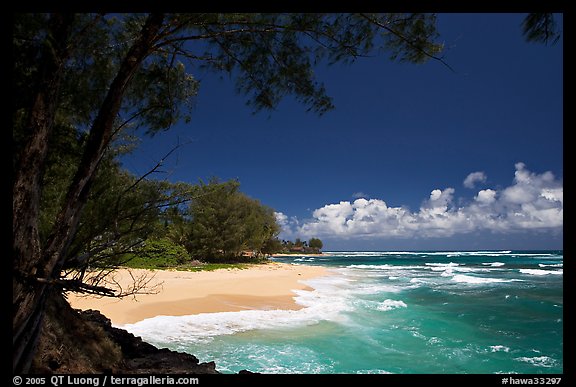 Horsetail Ironwoods framing beach with turquoise waters  near Haena. North shore, Kauai island, Hawaii, USA