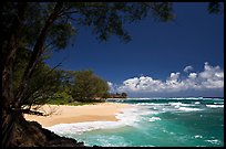 Horsetail Ironwoods framing beach with turquoise waters  near Haena. North shore, Kauai island, Hawaii, USA