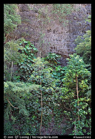 Tropical trees and cliff, Haena Beach Park. North shore, Kauai island, Hawaii, USA