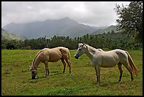 Horses and mountains near Haena. North shore, Kauai island, Hawaii, USA (color)