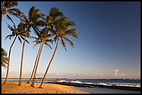 Palm trees and beach, Salt Pond Beach, late afternoon. Kauai island, Hawaii, USA ( color)