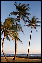 Palm trees, Salt Pond Beach, late afternoon. Kauai island, Hawaii, USA ( color)