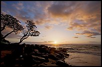 Wind twisted trees and sunrise, Lydgate Park. Kauai island, Hawaii, USA (color)