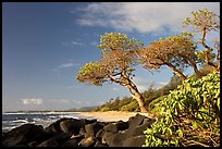 Boulders, trees, and beach, Lydgate Park, early morning. Kauai island, Hawaii, USA ( color)