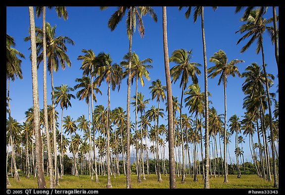 Coconut tree grove near Kapaa. Kauai island, Hawaii, USA
