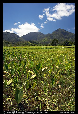 Taro plantation in  Hanalei, morning. Kauai island, Hawaii, USA