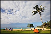 Tents and palm trees, Haena beach park. North shore, Kauai island, Hawaii, USA ( color)