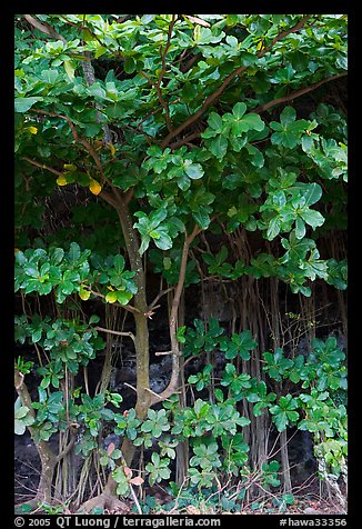 Tropical trees and roots, Haena beach park. North shore, Kauai island, Hawaii, USA (color)