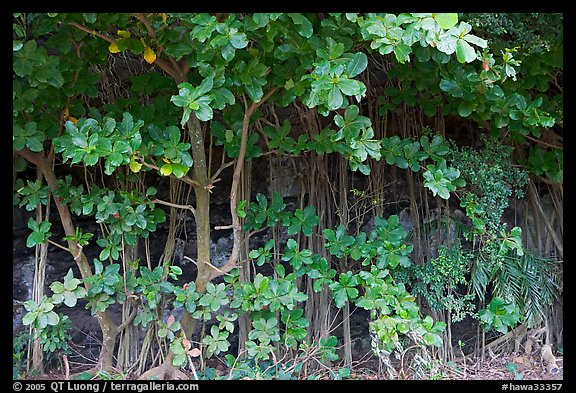 Tropical trees and roots, Haena beach park. North shore, Kauai island, Hawaii, USA