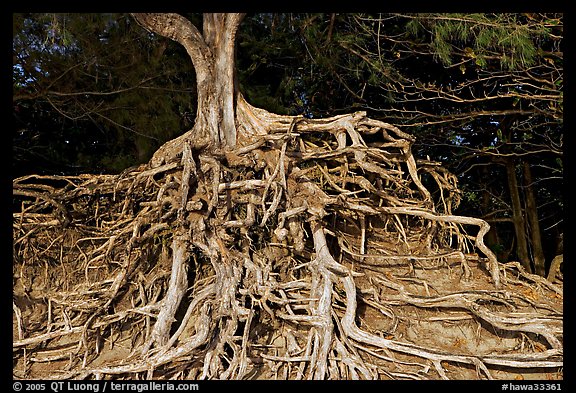 Roots of trees, Kee Beach, late afternoon. North shore, Kauai island, Hawaii, USA
