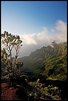 Kalalau Valley and tree, late afternoon. Kauai island, Hawaii, USA (color)