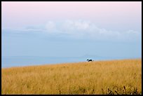 Grasses, ocean, and cloud, dawn. Kauai island, Hawaii, USA ( color)