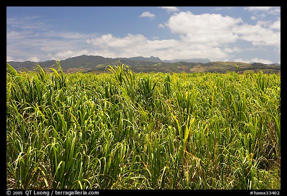 Field of sugar cane. Kauai island, Hawaii, USA (color)