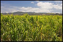 Field of sugar cane. Kauai island, Hawaii, USA (color)