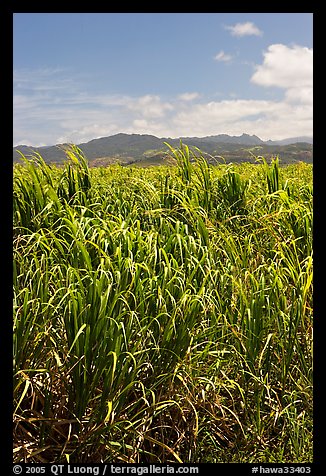 Sugar cane plantation. Kauai island, Hawaii, USA (color)
