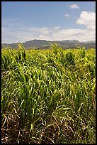 Sugar cane plantation. Kauai island, Hawaii, USA ( color)