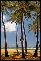 Coconut trees, with warning sign, Salt Pond Beach. Kauai island, Hawaii, USA
