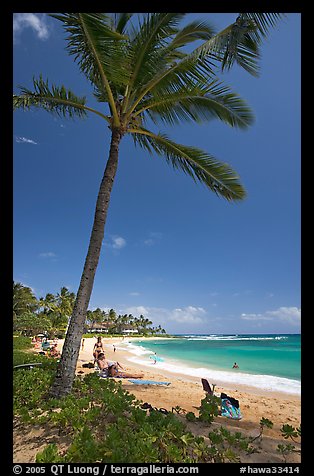 Palm tree, Sheraton Beach, mid-day. Kauai island, Hawaii, USA