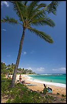 Palm tree, Sheraton Beach, mid-day. Kauai island, Hawaii, USA
