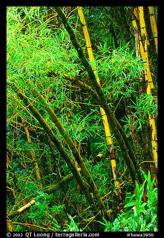 Lush grove of Bamboo. Akaka Falls State Park, Big Island, Hawaii, USA (color)