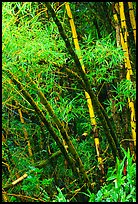 Lush grove of Bamboo. Akaka Falls State Park, Big Island, Hawaii, USA ( color)