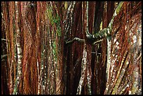 Banyan tree trunk. Akaka Falls State Park, Big Island, Hawaii, USA (color)