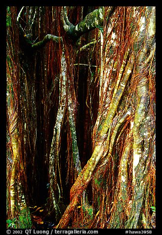 Banyan tree trunk close-up. Akaka Falls State Park, Big Island, Hawaii, USA