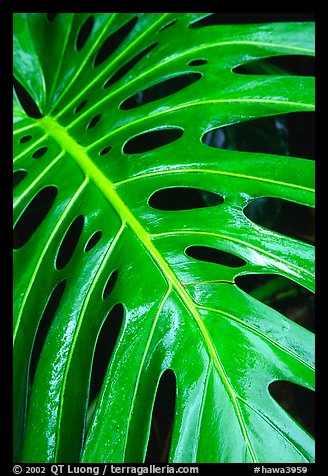 Big Tropical leaf. Akaka Falls State Park, Big Island, Hawaii, USA