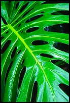 Big Tropical leaf. Akaka Falls State Park, Big Island, Hawaii, USA ( color)
