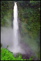 Akaka Falls on Kolekole stream. Akaka Falls State Park, Big Island, Hawaii, USA ( color)