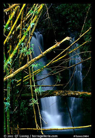Bamboo branches and waterfall. Akaka Falls State Park, Big Island, Hawaii, USA