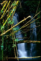 Bamboo branches and waterfall. Akaka Falls State Park, Big Island, Hawaii, USA