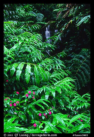 Lush ferns, flowers and waterfall. Akaka Falls State Park, Big Island, Hawaii, USA