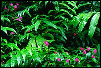 Flowers and ferns. Akaka Falls State Park, Big Island, Hawaii, USA