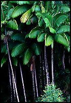 Grove of palm trees (Archontophoenix alexandrae)   on hillside. Big Island, Hawaii, USA ( color)