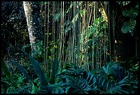 Lianas and tropical vegetation, Lava Trees State Park. Big Island, Hawaii, USA ( color)