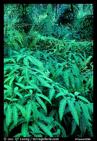 Tropical ferns, Lava Trees State Park. Big Island, Hawaii, USA