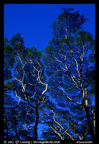 Koa trees. Big Island, Hawaii, USA (color)