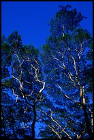 Koa trees. Big Island, Hawaii, USA ( color)