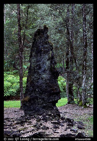 Petrified tree stump, Lava Trees State Park. Big Island, Hawaii, USA (color)