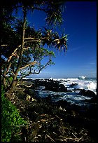 Trees and waves, Keanae Peninsula. Maui, Hawaii, USA (color)