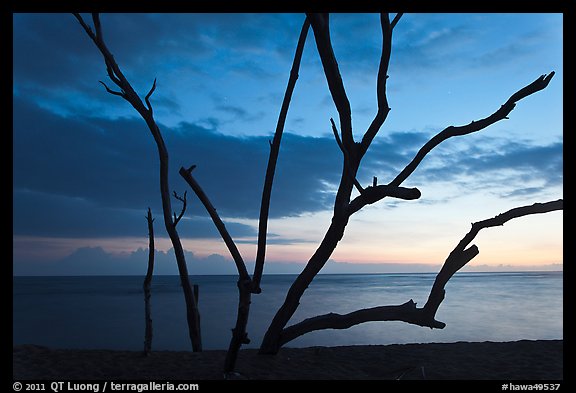 Tree skeleton and Honokohau Bay, sunset, Kaloko-Honokohau National Historical Park. Hawaii, USA